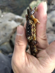 Grapsus albolineatus