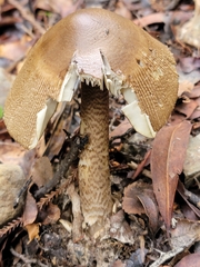 Amanita pekeoides