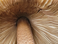 Amanita pekeoides