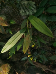 Liparis stricklandiana