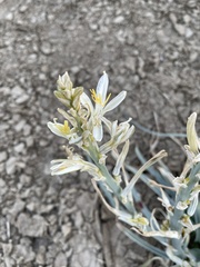 Hesperocallis undulata