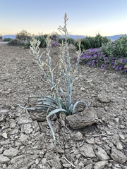 Hesperocallis undulata