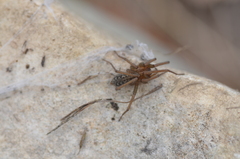 Lycosoides coarctata