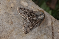 Apocheima hispidaria