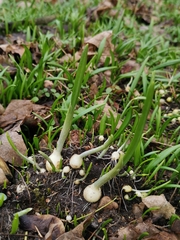 Allium paradoxum