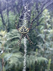 Argiope aurantia