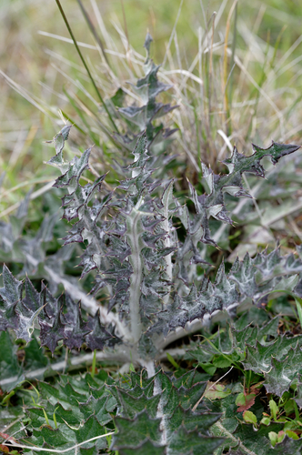 Cobwebby Thistle foliage