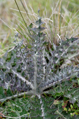 Cirsium occidentale