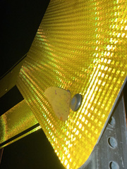 Phoebis philea philea