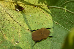 Hologymnetis cinerea