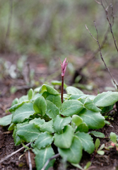 Primula hendersonii