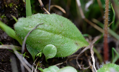 Micranthes californica