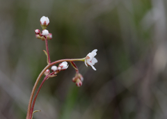 Micranthes californica