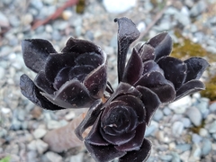 Aeonium arboreum
