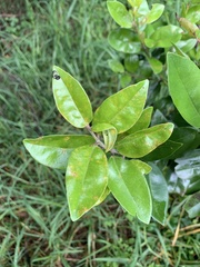 Austropuccinia psidii