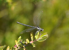 Austroargiolestes calcaris