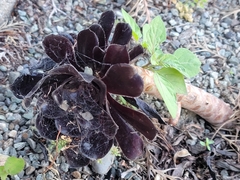 Aeonium arboreum