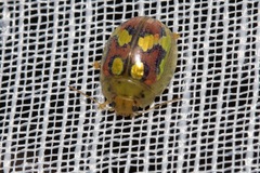 Paropsisterna gloriosa