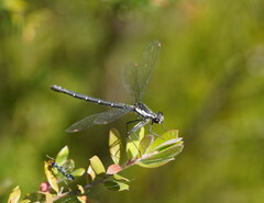 Austroargiolestes calcaris