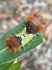 Doratifera vulnerans