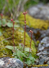 Micranthes californica