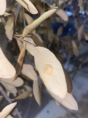 Druon quercuslanigerum