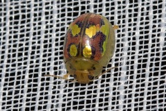 Paropsisterna gloriosa