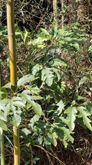 Heptapleurum heptaphyllum