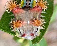 Doratifera vulnerans