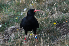 Pyrrhocorax pyrrhocorax
