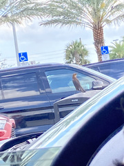 Quiscalus major westoni