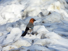 Garrulus glandarius brandtii