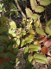 Berberidinae