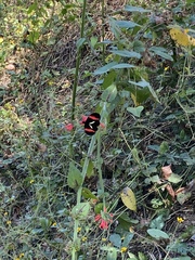 Heliconius erato