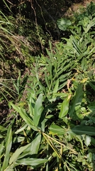 Hedychium coronarium