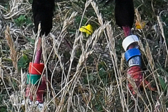 Pyrrhocorax pyrrhocorax