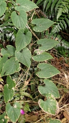 Thladiantha punctata