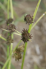 Cyperus difformis