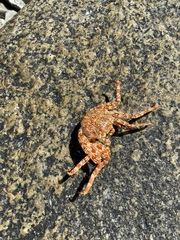 Grapsus