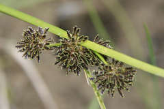Cyperus difformis