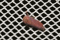 Iassinae