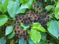 Entelea arborescens