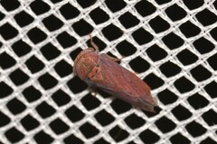 Iassinae