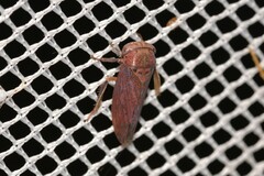 Iassinae