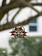 Gasteracantha cancriformis