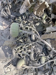 Hura polyandra