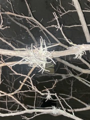 Tillandsia recurvata