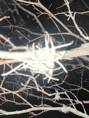 Tillandsia recurvata