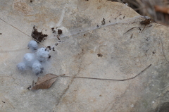 Lycosoides coarctata