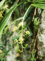 Liparis stricklandiana